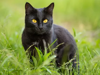 22 Famous Black Cats (With Pictures and Videos)
