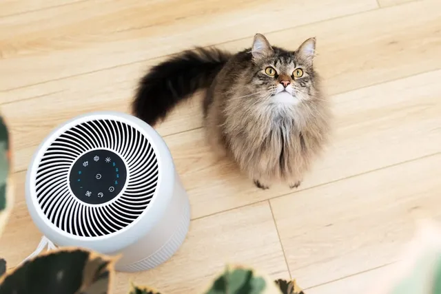 Do Air Purifiers Help With Cat Allergies? Vet Reviewed Facts & FAQ