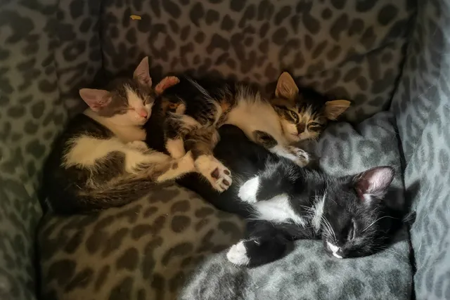 Kittens, Adoption & Loss: Navigating Happy and Hard Times