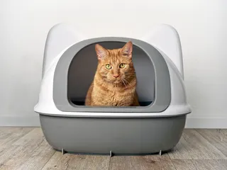 Why Do Cats Use Litter Boxes? Vet-Verified Facts & FAQ