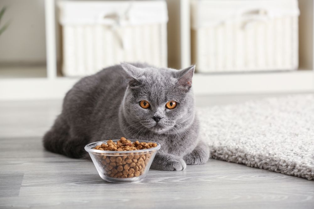 cat-near-food-bowl-with-food-at-home
