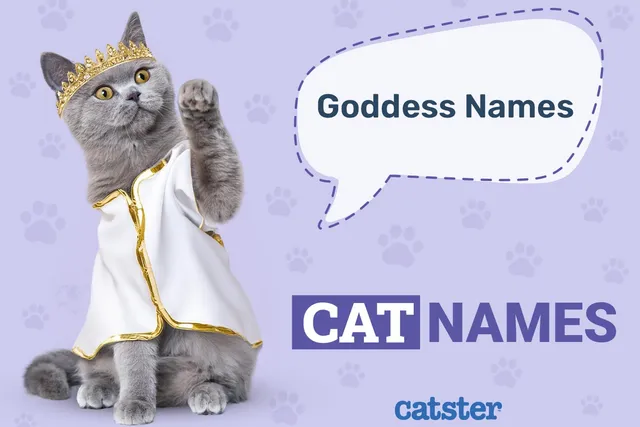 150 Goddess Cat Names: Ideas for Your Divine Friend