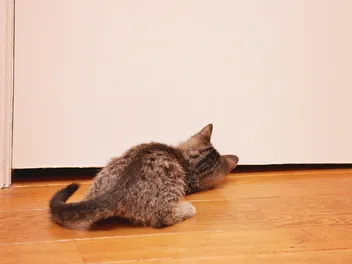 Why Is My Cat Scratching the Floor? 3 Vet-Reviewed Reasons