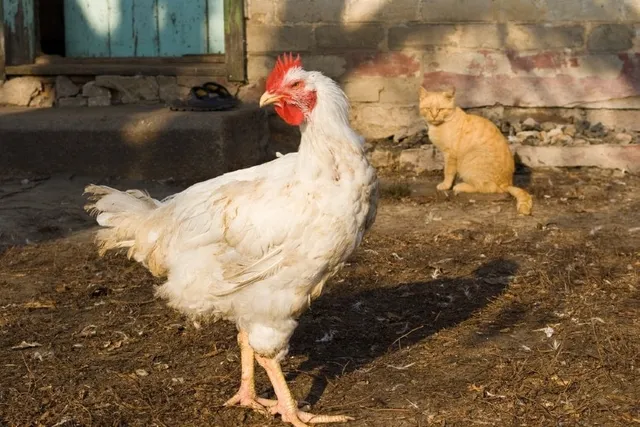 Do Cats Attack Chickens? Can They Coexist? Vet-Reviewed Precautions