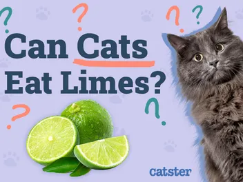 Can Cats Eat Limes? Vet Approved Facts & FAQ