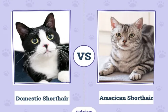 Domestic Shorthair vs American Shorthair Cat: Main Differences (With Pictures, Vet-Reviewed)