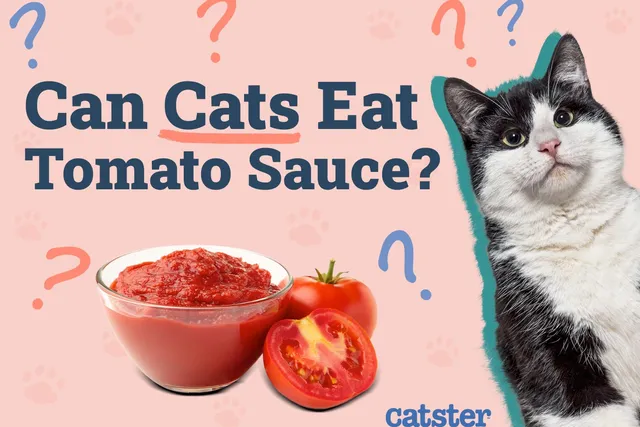 Can Cats Eat Tomato Sauce? Vet-Reviewed Nutrition & Safety Guide