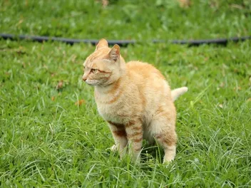 Why Is My Cat’s Poop Watery? 8 Vet-Approved Reasons