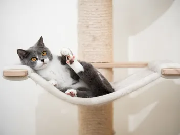 8 Best Cat Hammocks in 2026 - Reviews & Top Picks
