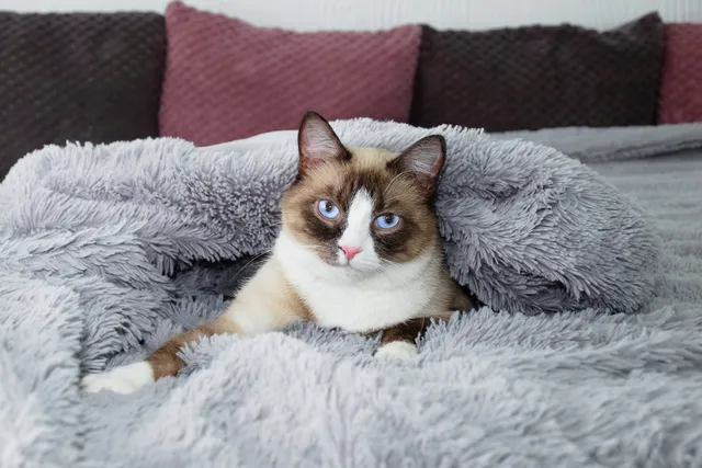 Do Cats Have an Evening Routine? Vet Approved Facts & FAQ