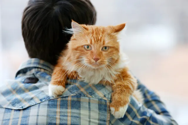 5 Vet-Reviewed Reasons Why Your Cat Won't Leave You Alone