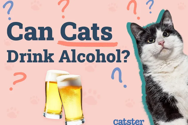 Can Cats Drink Alcohol? Vet-Verified Facts, Risks & Safety Tips