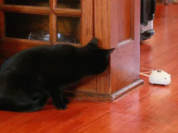 We Interview a Creator of Mousr, the World's First Artificial Intelligence Cat Toy