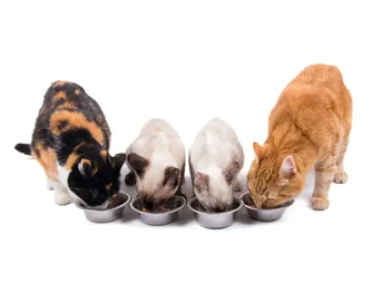 10 Best Grain-Free Cat Foods in 2026 – Reviews & Top Picks