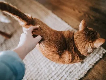 Why Does My Cat Put Her Bum Up? 6 Vet-Verified Signs a Cat Is in Heat