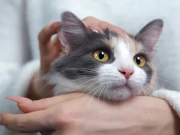 Why Is My Cat Purring All the Time?  5 Vet-Reviewed Reasons