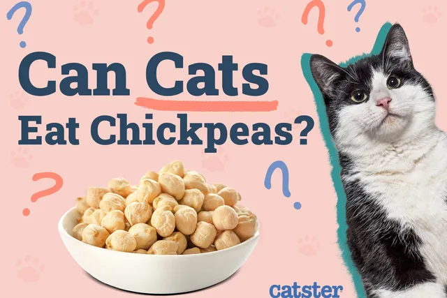 Can Cats Eat Chickpeas? Vet-Verified Nutrition Facts & Alternatives
