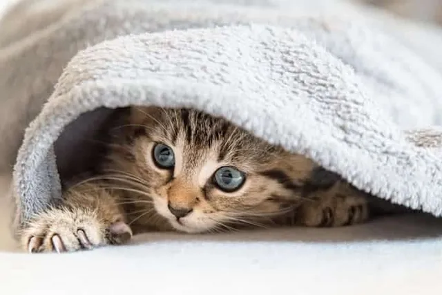 Do Cats Like Blankets? Vet-Reviewed Feline Behavior Explanation & Safety Tips