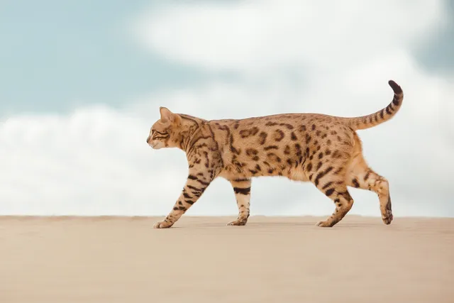 Savannah Cat Breed: Info, Pictures, Temperament & More