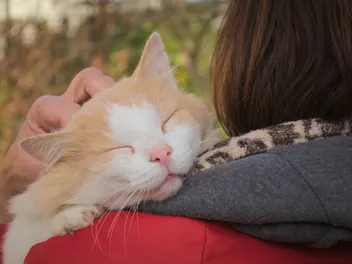 How to Get Your Cat to Cuddle: 5 Vet-Approved Tips for Better Bonding