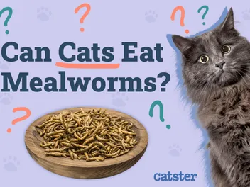 Can Cats Eat Mealworms? Vet-Reviewed Diet Facts & FAQ