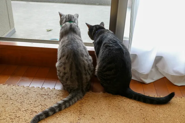 6 Common Cat Tail Types (With Pictures)