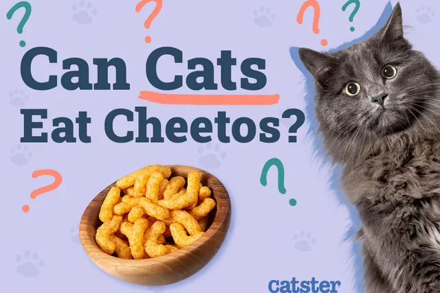 Can Cats Eat Cheetos? Vet Approved Nutrition Facts & FAQ