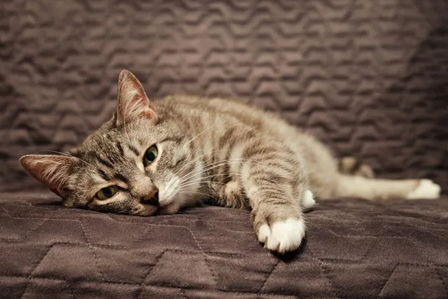 How to Help a Grieving Cat: 6 Vet-Verified Helpful Tips