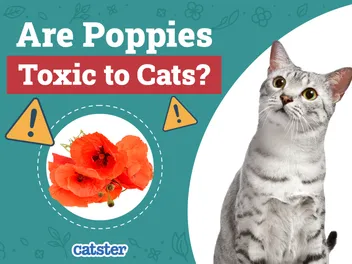 Are Poppies Toxic To Cats? Vet Approved Facts & FAQ