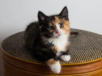 13-18-Month-Old Kitten: What to Expect (Vet-Approved Guide)