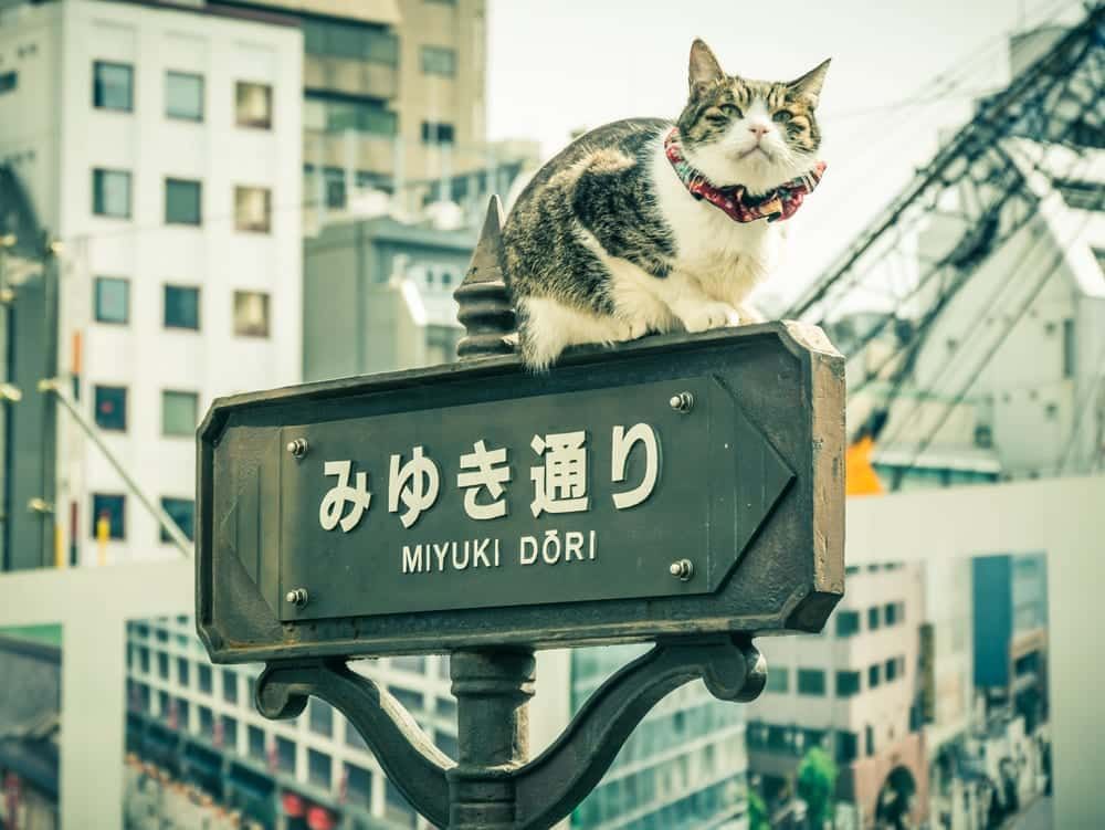 Cat on a signal in Japan