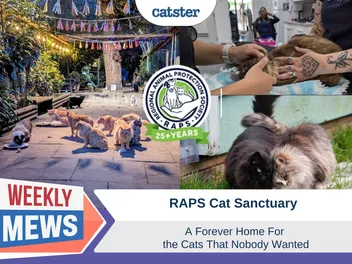RAPS Cat Sanctuary - A Forever Home For the Cats No One Wanted (with Video)