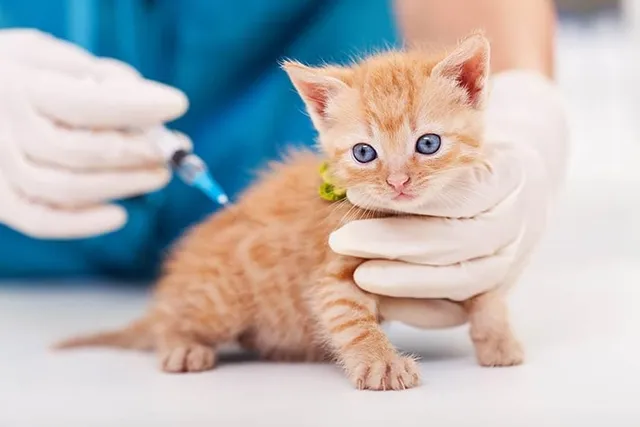 What Shots Do Kittens Need? Vet-Reviewed Schedule, Facts & FAQ