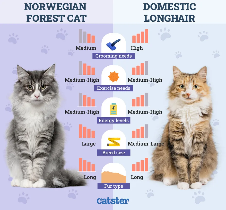 Catster_Side by Side Comparison Norwegian Forest Cat vs Domestic LongHair