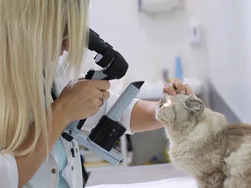 What Does It Mean if Your Cat's Eyes Change Color? Our Vet Answers