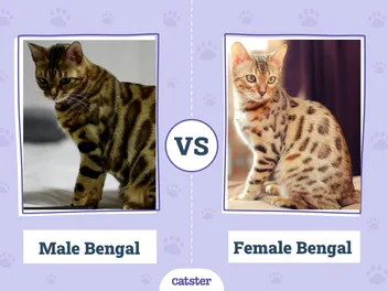Male vs Female Bengal Cat Breed: What’s the Difference? (With Pictures, Vet-Reviewed)