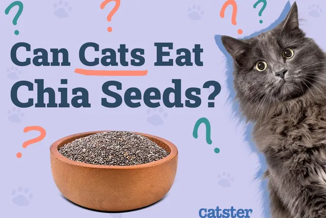 Can Cats Eat Chia Seeds? Vet-Approved Nutrition Facts & FAQ