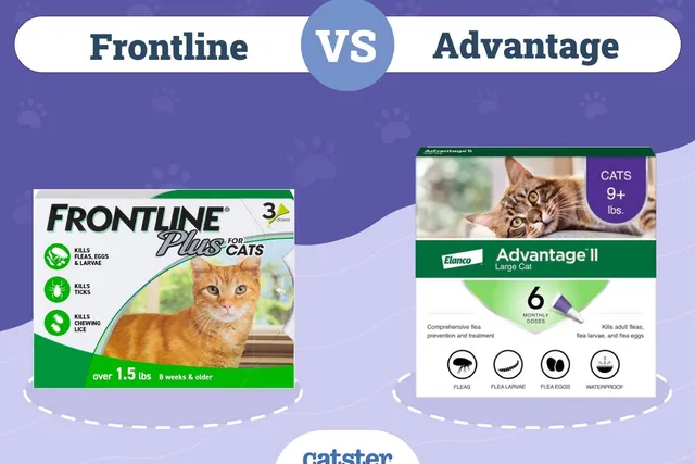 Frontline vs. Advantage for Use in Cats: Our Vet Explains the Differences