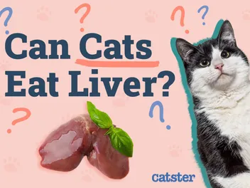 Can Cats Eat Liver? Vet-Approved Nutrition Facts