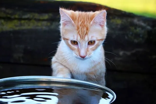 Why Are Cats Afraid of Water? Vet-Reviewed Facts & Useful Tips