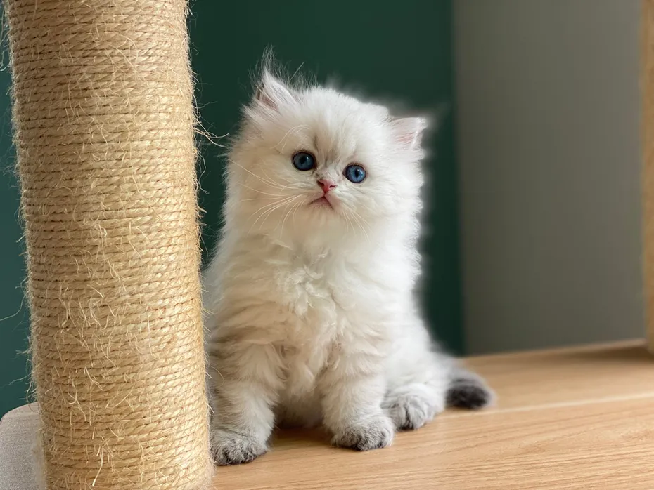 British semi longhair kitten is so cute