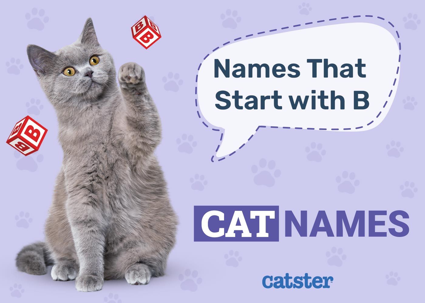 Cat Names That Start With B