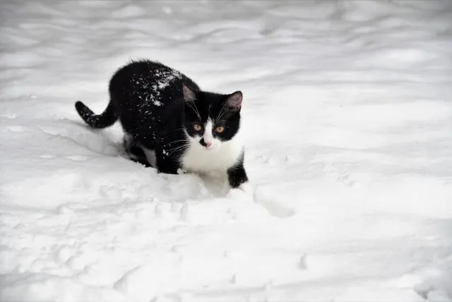 Do Cats Like Snow? Vet-Verified Facts & Safety Tips