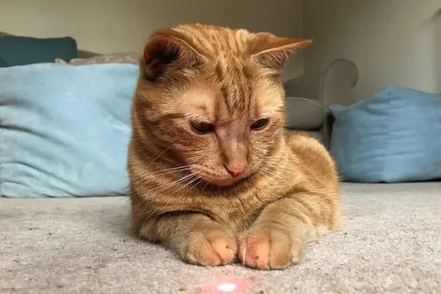Does My Cat Understand Laser Pointers? Vet-Verified Facts & Tips