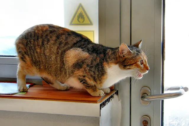 What Do Cats in Heat Sound Like? (With Audio Examples)