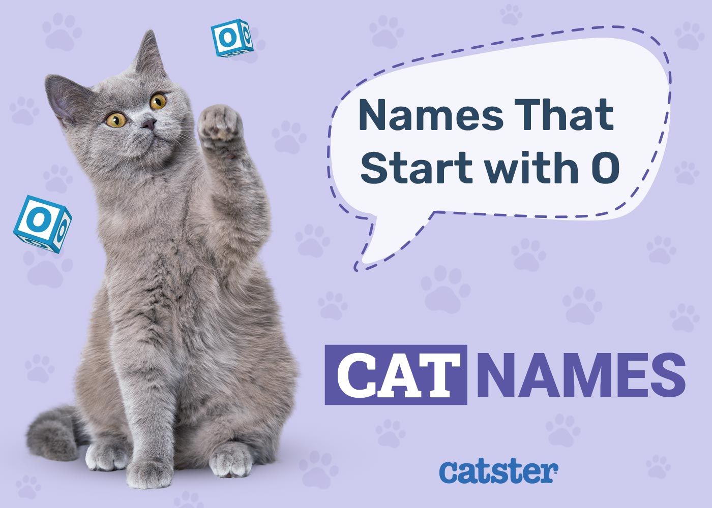 Most Popular Cat Names That Start With O