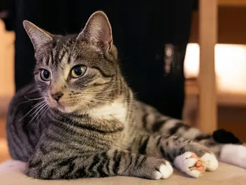 10 Fascinating Facts About Mackerel Tabby Cats (Vet-Verified)