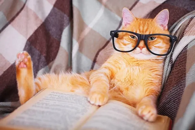 Cats Against the World: The Card Game That Obsesses Us