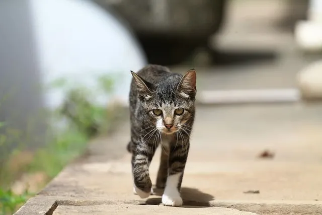 How Do Cats Walk? Our Vet Explains