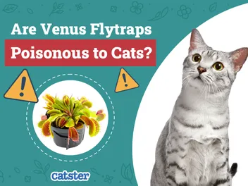 Are Venus Flytraps Poisonous to Cats? Vet-Reviewed Houseplants Examined